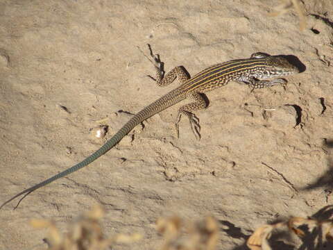 Image of Aspidoscelis tigris septentrionalis (Burger 1950)