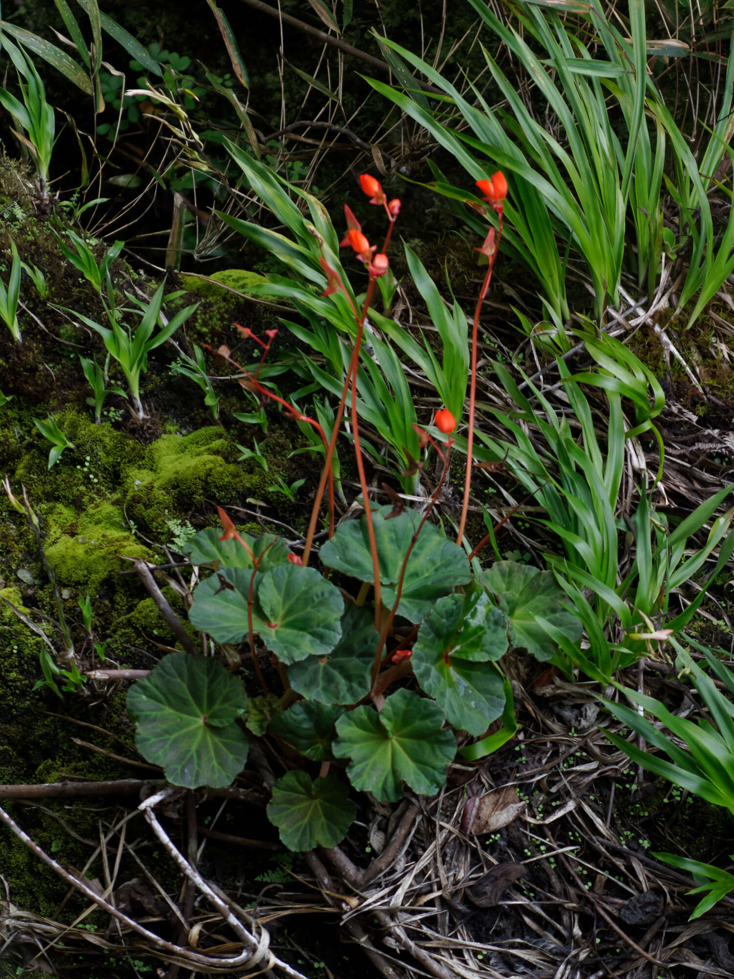 Слика од Begonia veitchii Hook. fil.