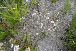 Image of Pseudoselago candida O. M. Hilliard