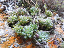 Image of Graptopetalum pachyphyllum Rose