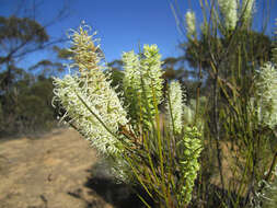 Image of Grevillea pterosperma F. Müll.