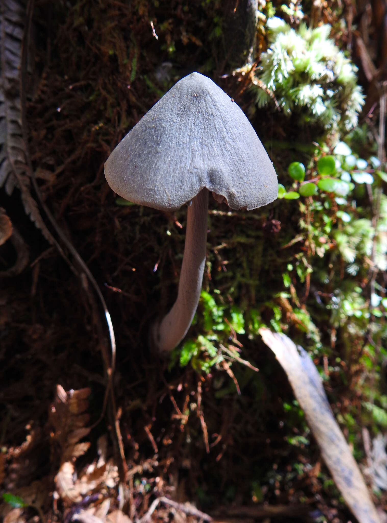 Image of Entoloma canoconicum E. Horak 1976