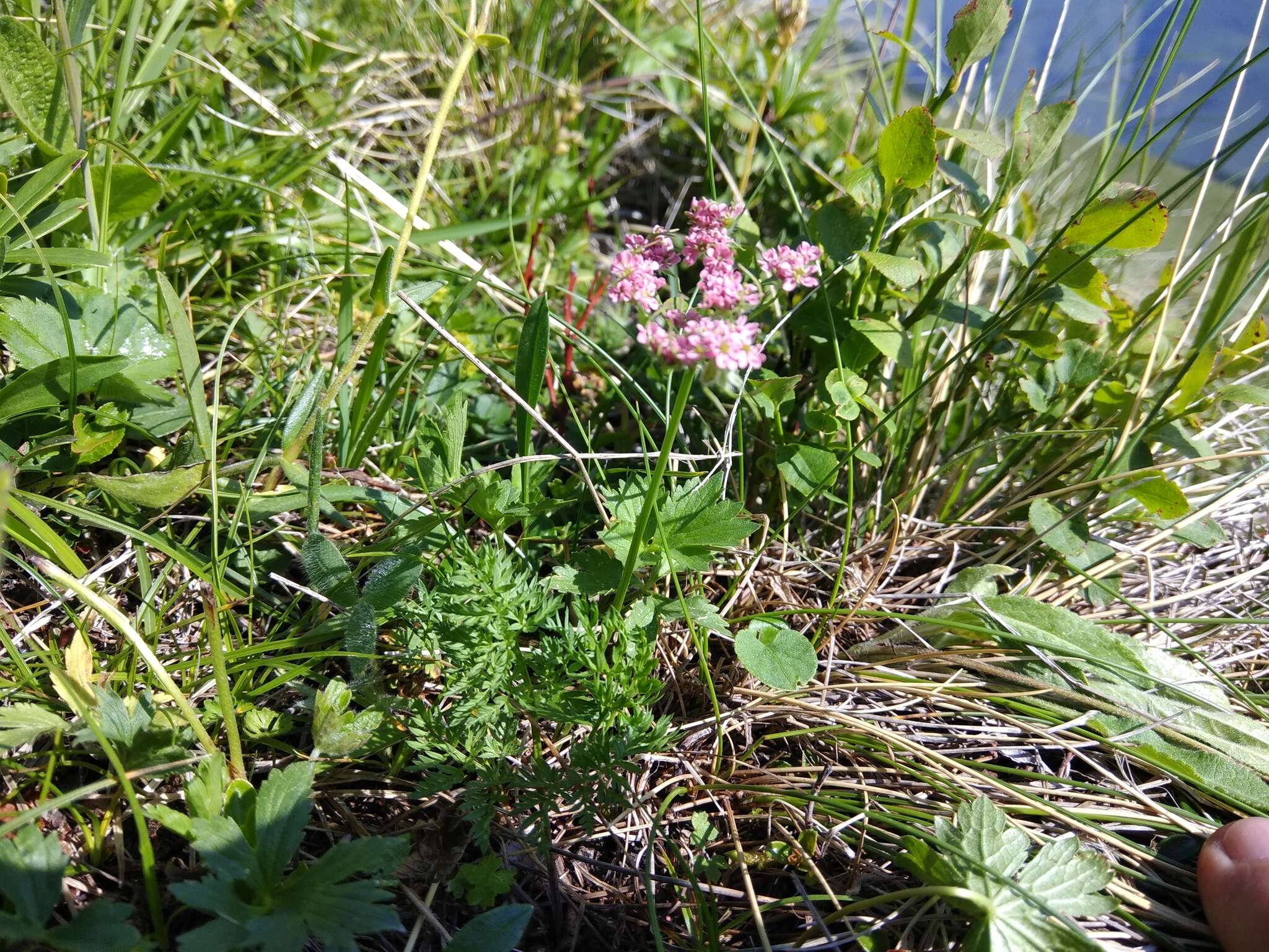 Image de Chaerophyllum roseum M. Bieb.