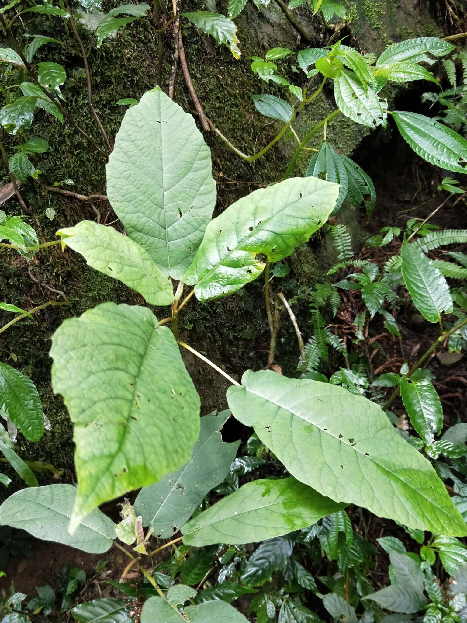 Image of Ficus erecta Thunb.
