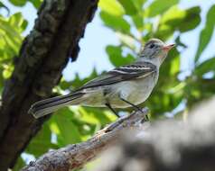 Image of Lesser Elaenia