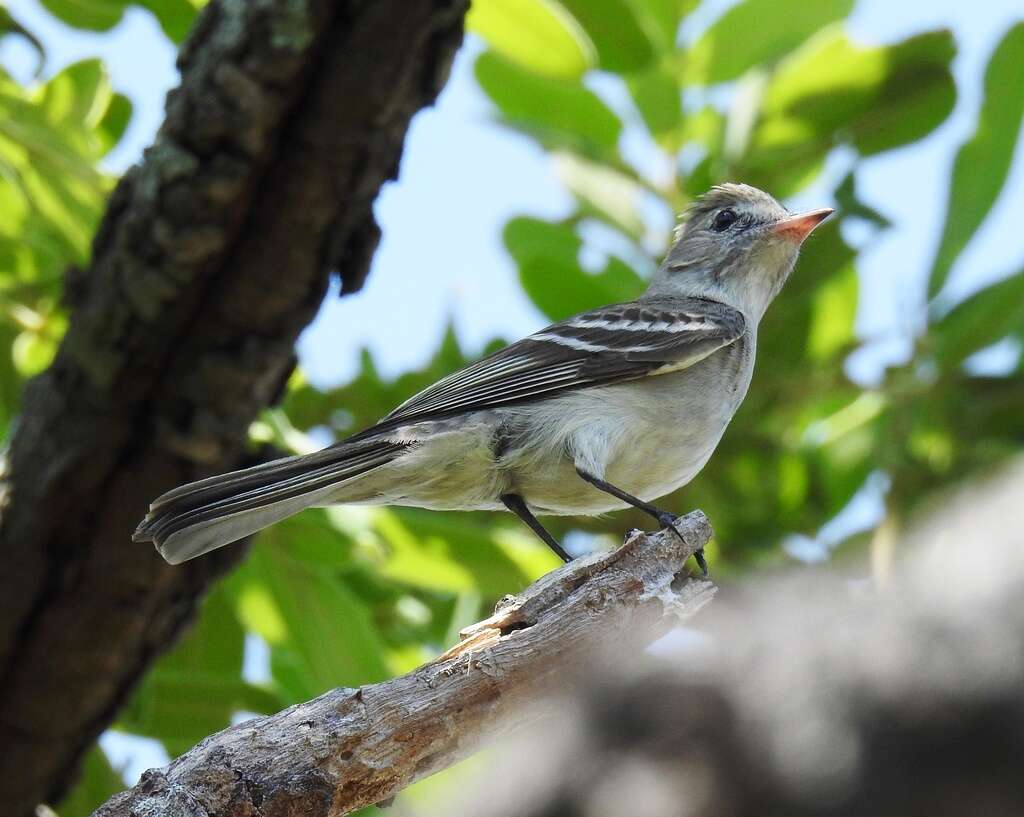 Image of Lesser Elaenia