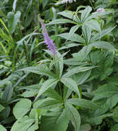 Image de Veronicastrum japonicum (Nakai) T. Yamazaki