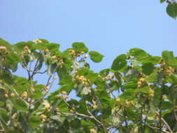 Image of Adina cordifolia (Roxb.) Brandis