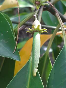 Image of Bruguiera cylindrica (L.) Bl.