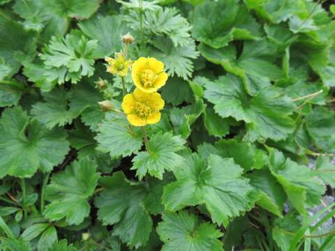 Image of Geum calthifolium subsp. nipponicum (F. Bolle) R. L. Taylor & B. Mac Bryde