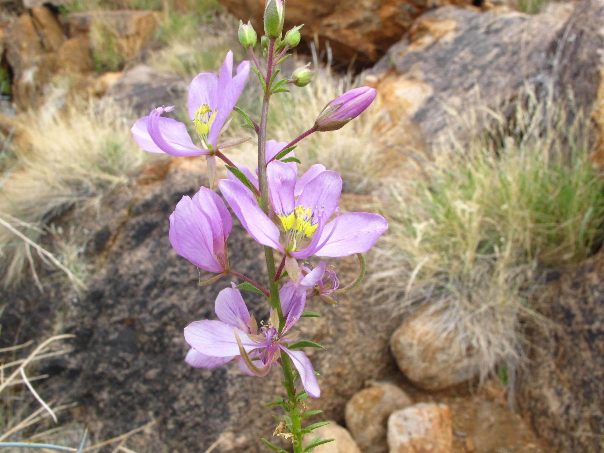 Image of <i>Cleome <i>oxyphylla</i></i> Burch. var. oxyphylla