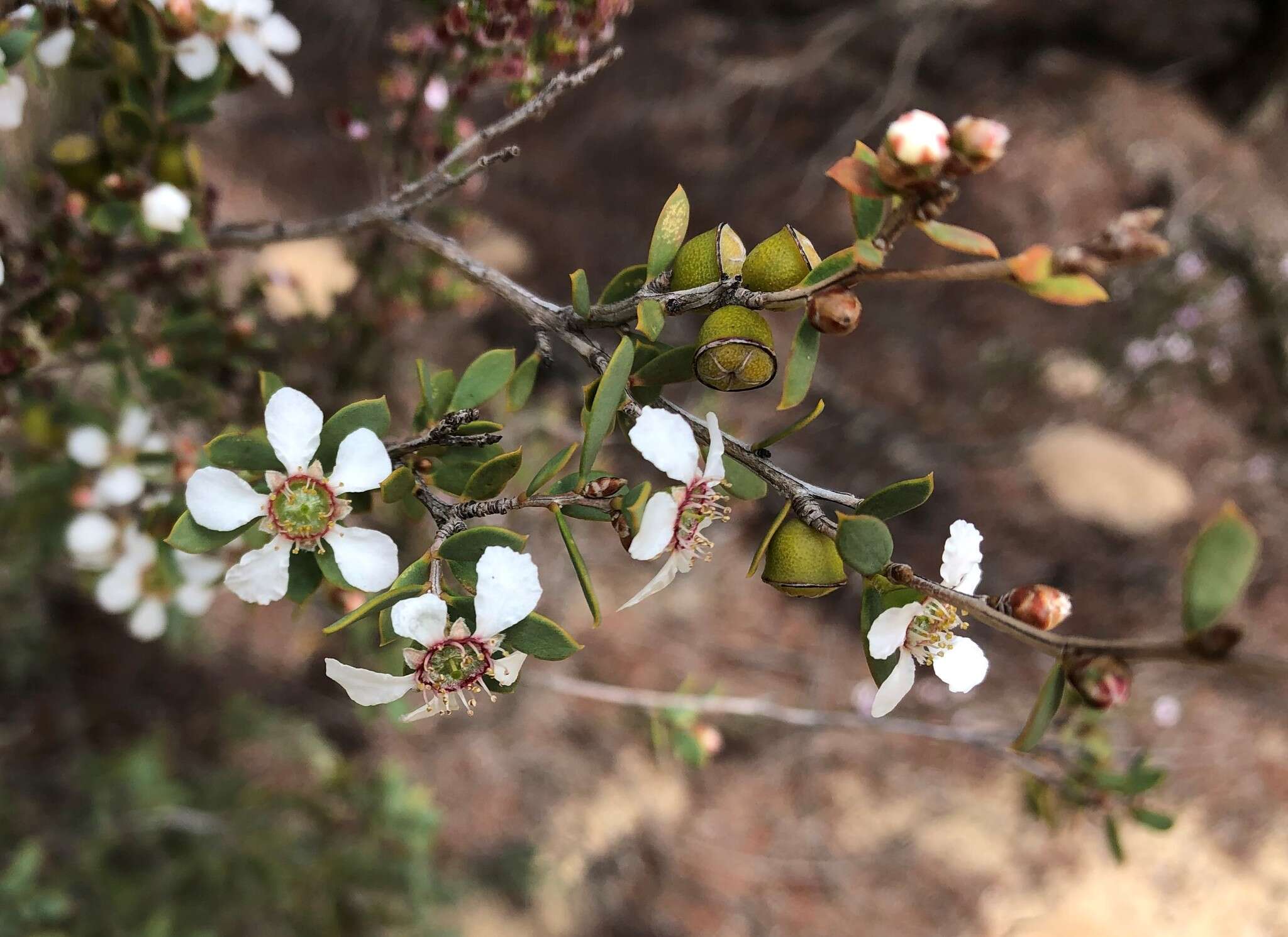 Image of green teatree