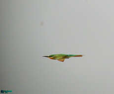 Image of Blue-cheeked Bee-eater