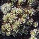 Image of Celmisia saxifraga (Benth.) W. M. Curt.