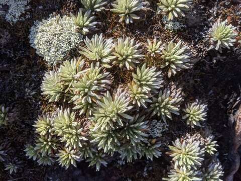 Plancia ëd Celmisia saxifraga (Benth.) W. M. Curt.