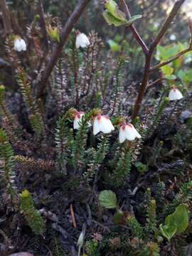 Image de Harrimanella stelleriana (Pall.) Coville