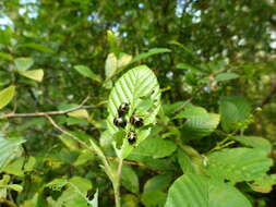 Sivun Chrysomela (Macrolina) interrupta Fabricius 1801 kuva