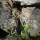 Bothriospermum longistylum Q. W. Lin & Bing Liu resmi