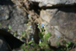 Слика од Bothriospermum longistylum Q. W. Lin & Bing Liu