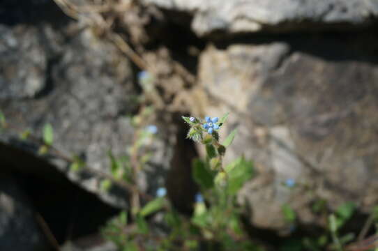 Bothriospermum longistylum Q. W. Lin & Bing Liu resmi