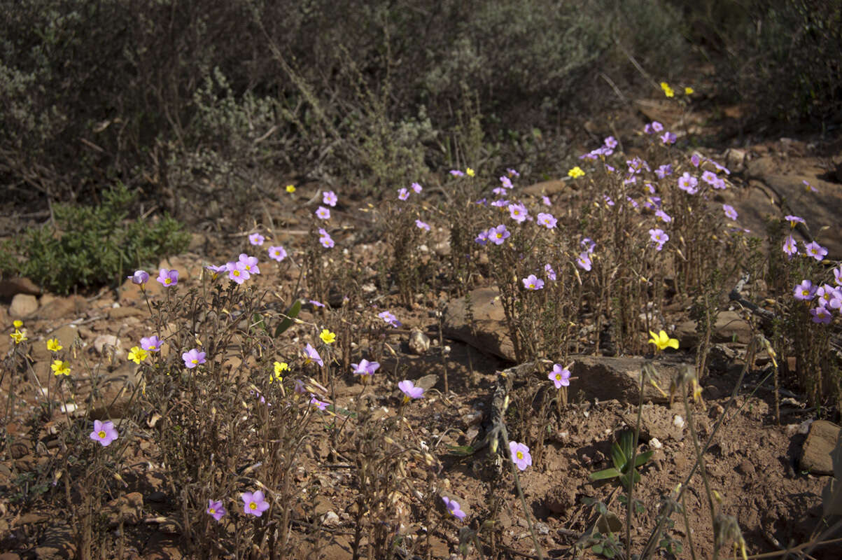 Sivun Oxalis viscosa E. Mey. ex Sond. kuva