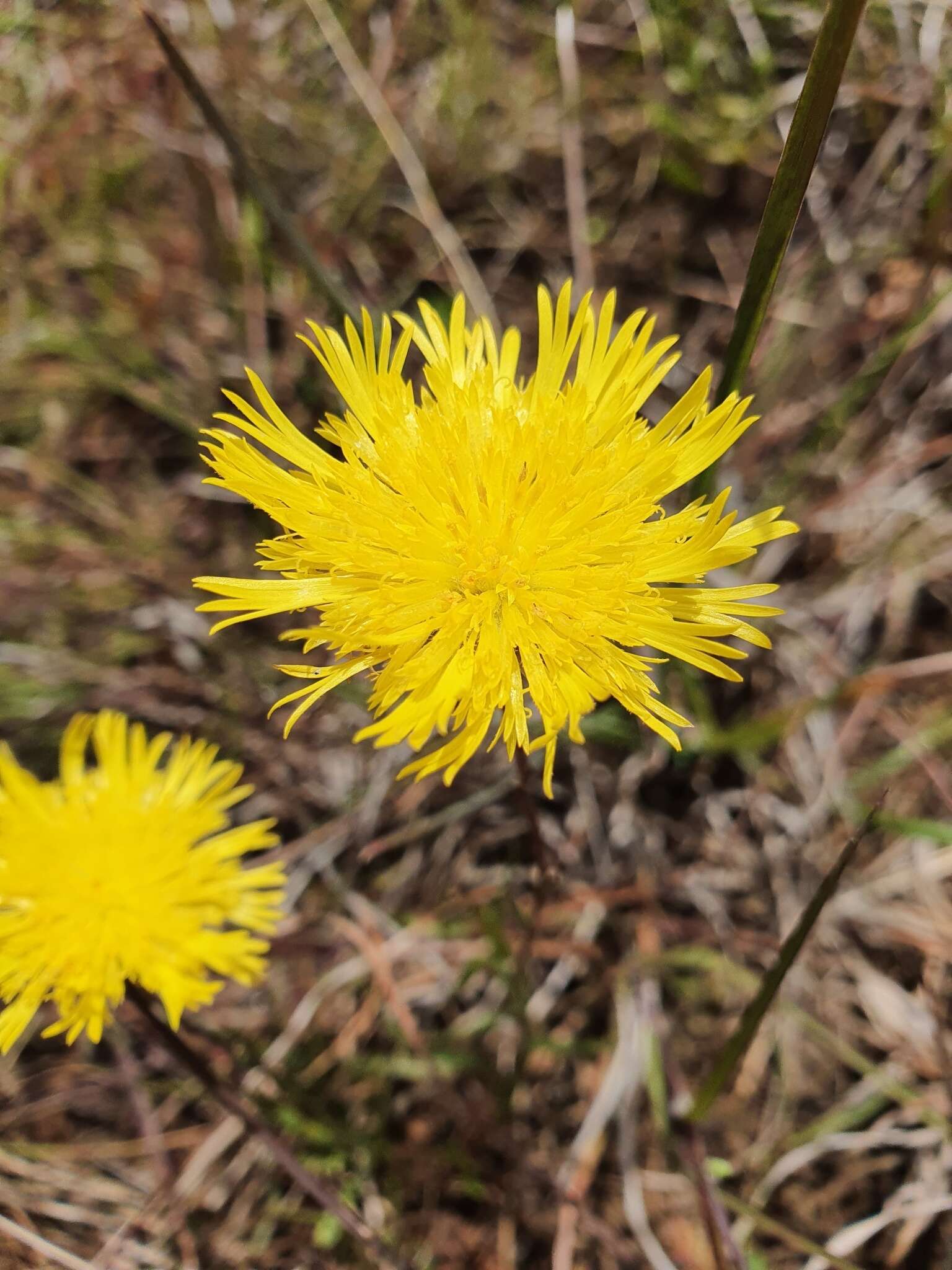 Image of Podolepis linearifolia