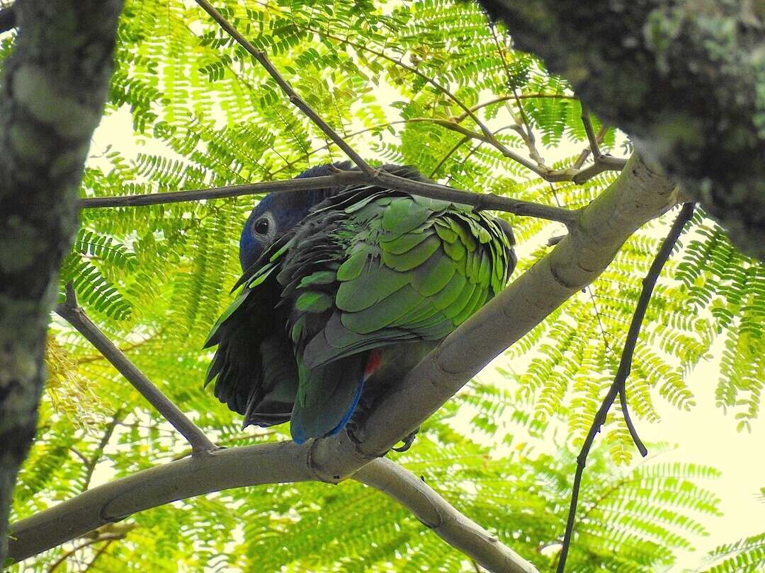 Image of Blue-headed Parrot