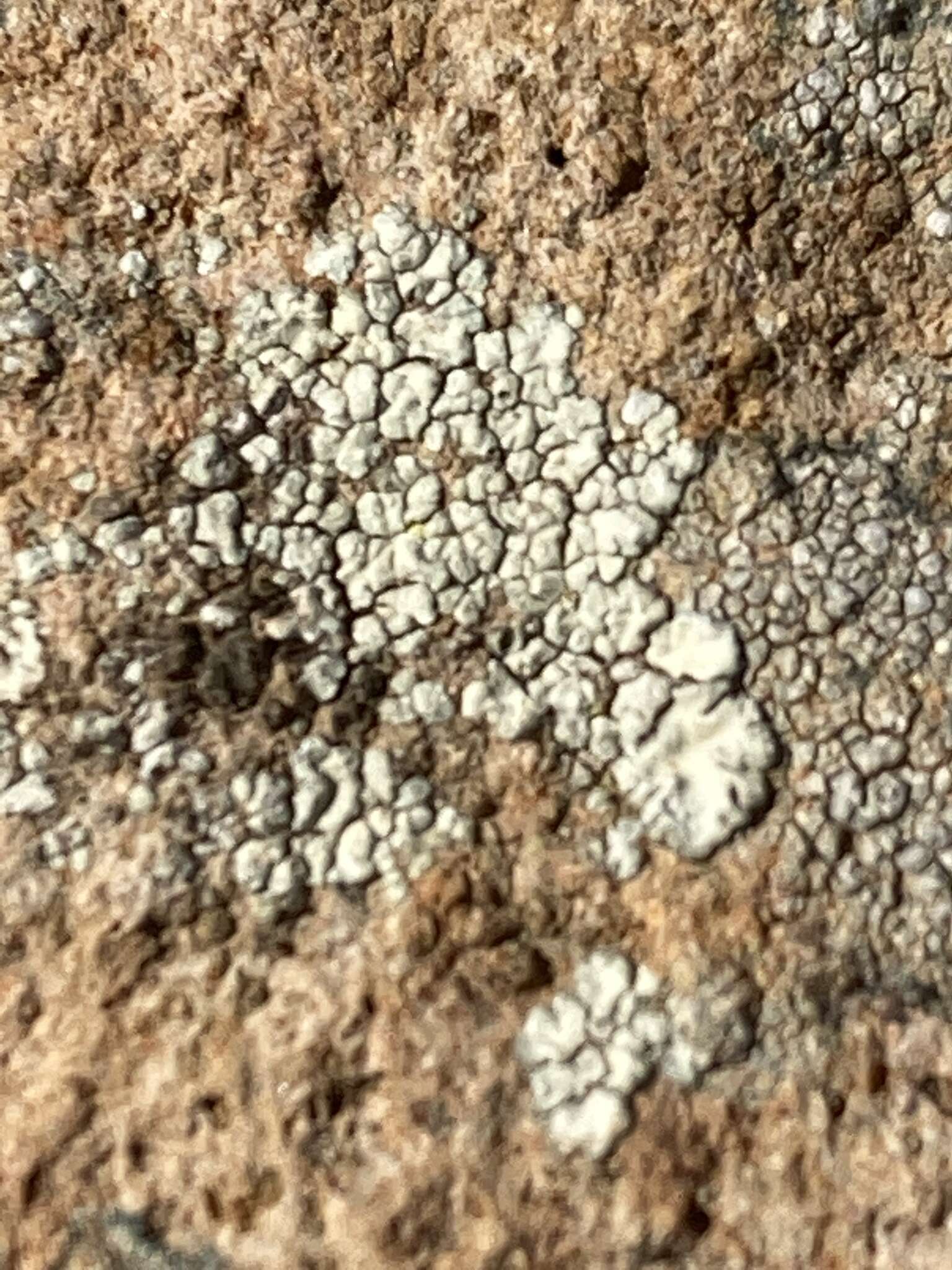 Image of Hoary cobblestone lichen;   Cracked lichen