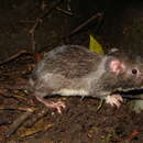 Image of Caribbean Spiny Pocket Mouse