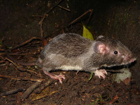 Image of Caribbean Spiny Pocket Mouse