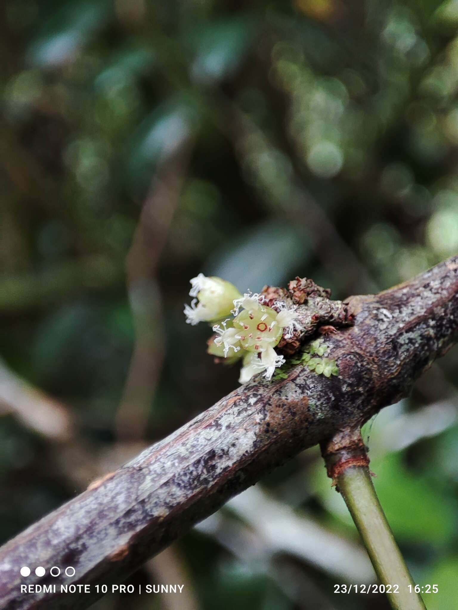 Image of Gynotroches axillaris Bl.