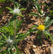 Plancia ëd Centaurea procurrens Sieb. ex Spreng.