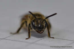 Image of Miserable Andrena