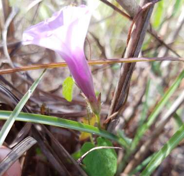 Image of rockland morning-glory