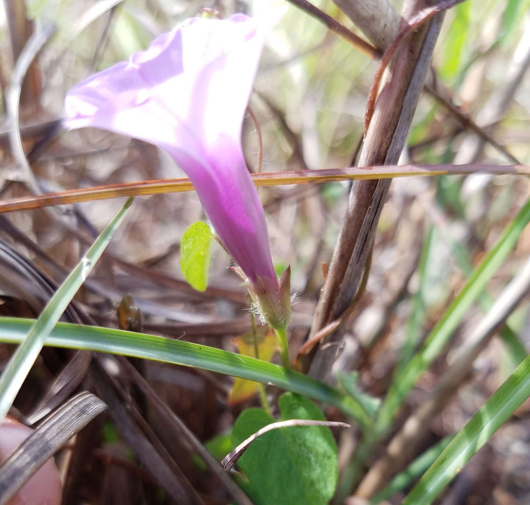 Image of rockland morning-glory