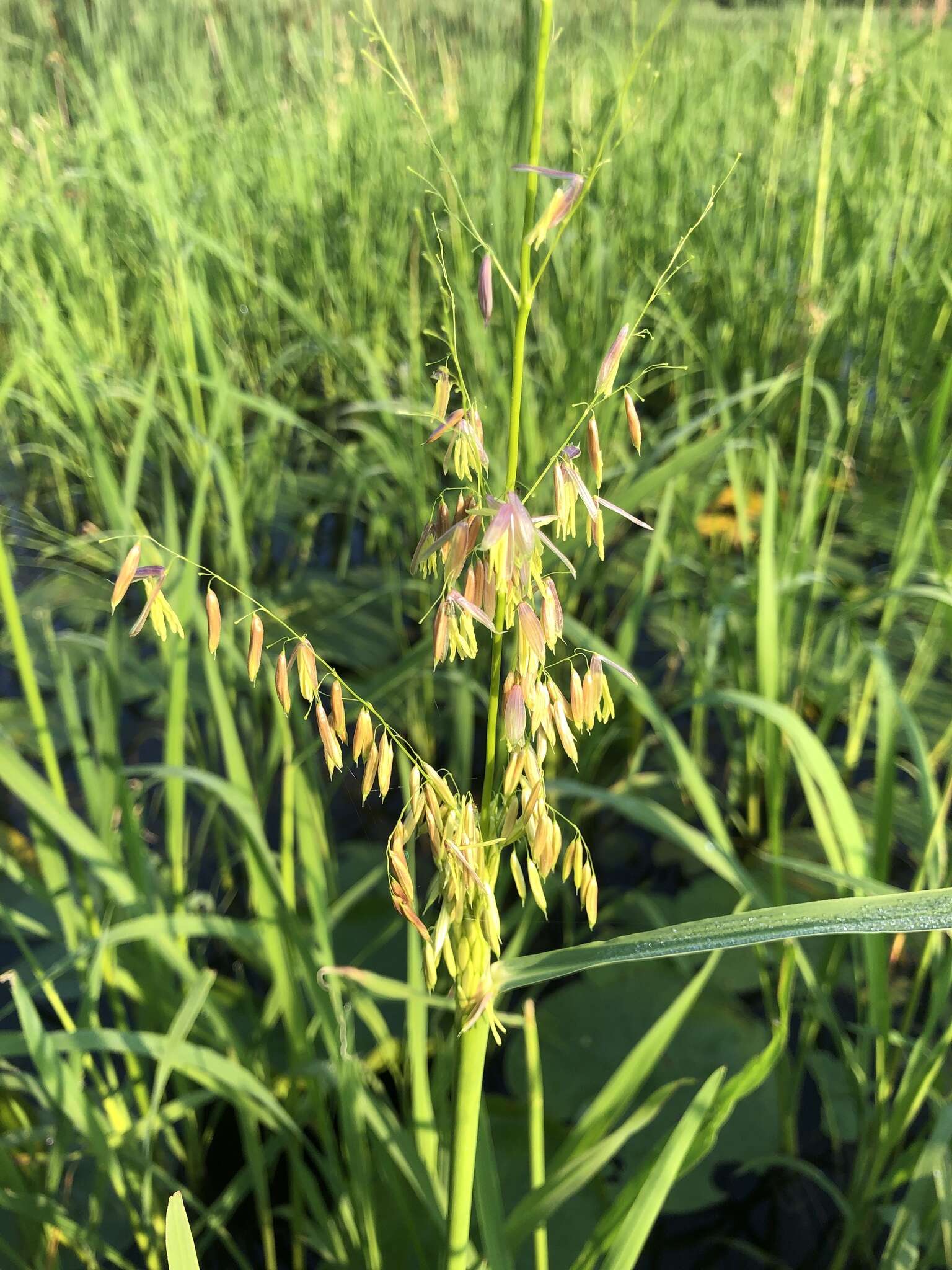 Image of Northern Wild Rice