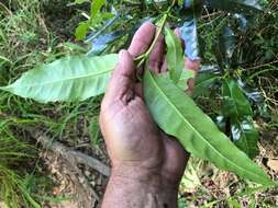 Image of Ixora beckleri Benth.