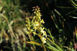 Image of Pedicularis ascendens Schleicher ex Gaudin