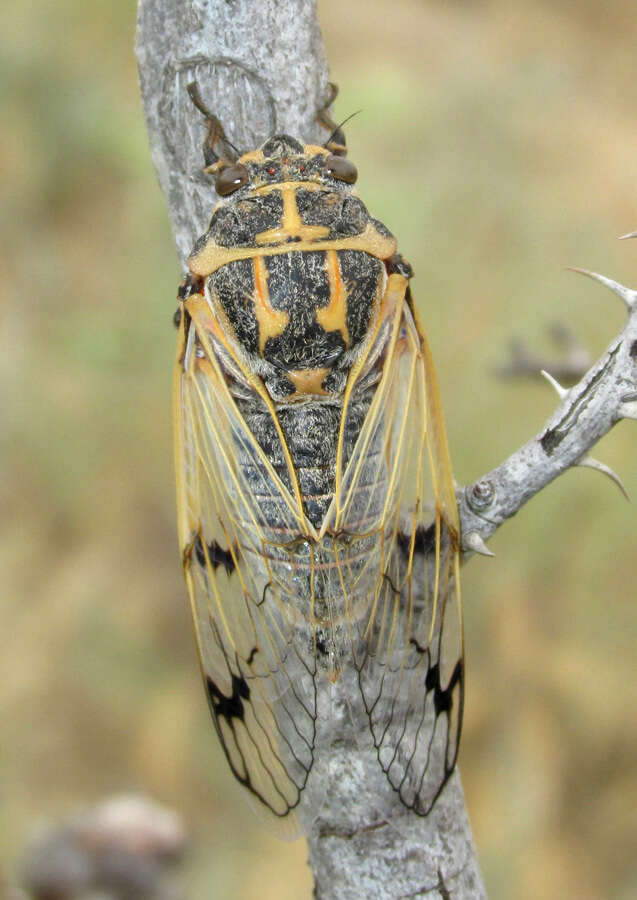 Image de Psalmocharias querula (Pallas 1773)