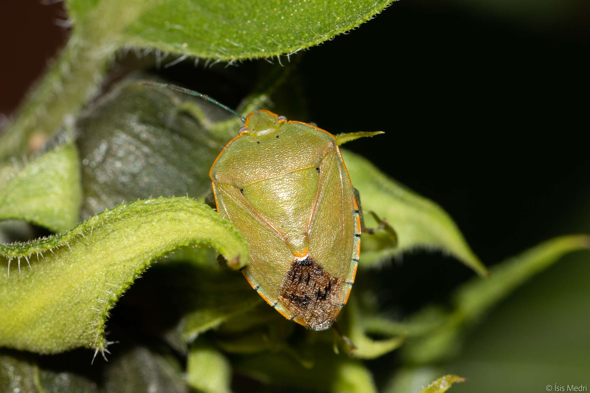 Imagem de <i>Chinavia impicticornis</i>