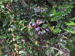 Image of Andean blueberry