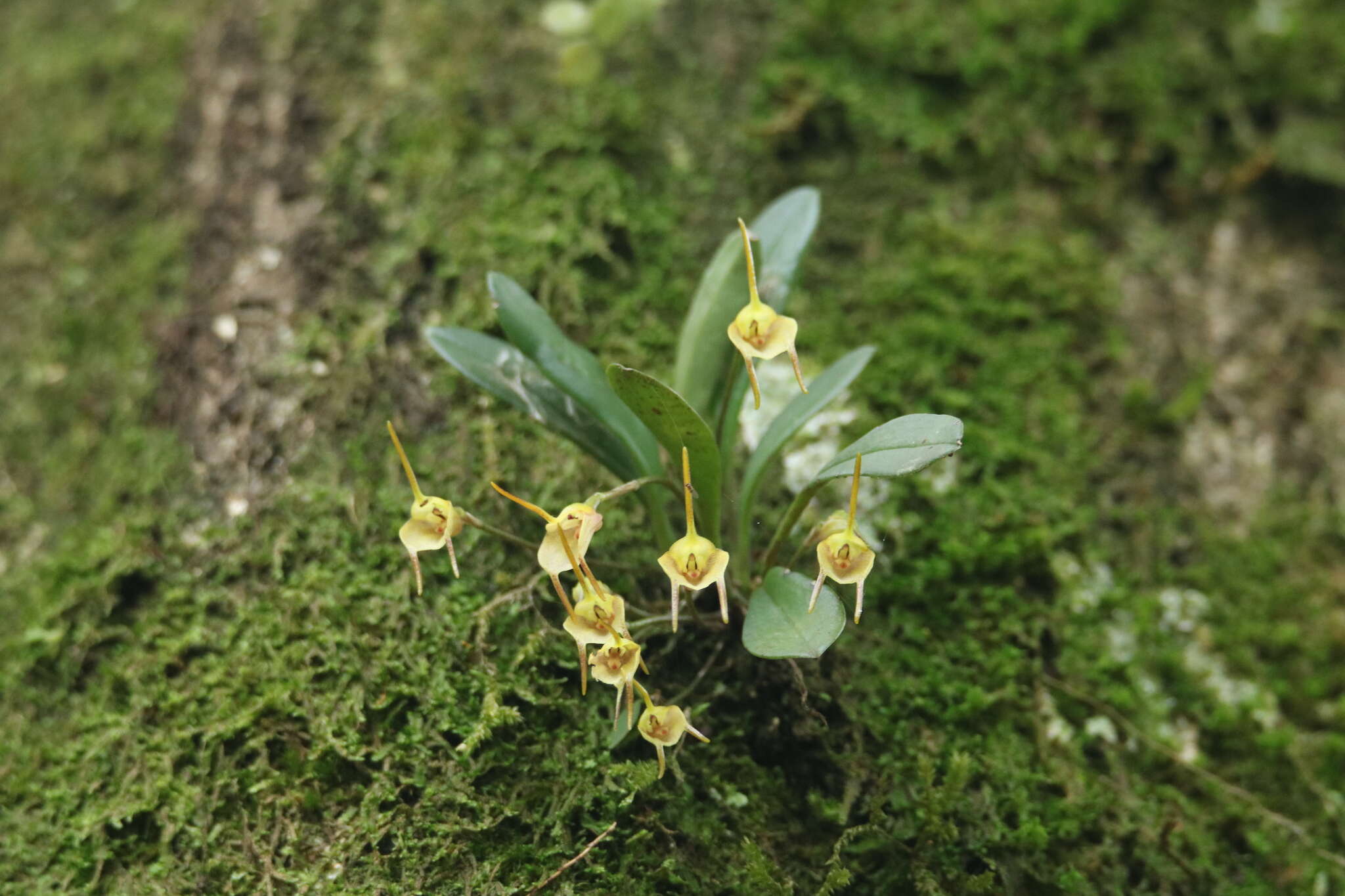 Image of Masdevallia floribunda Lindl.