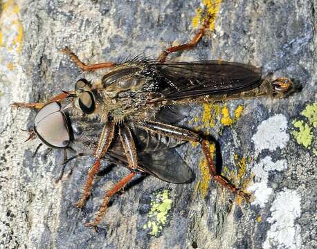 Image of downland horsefly