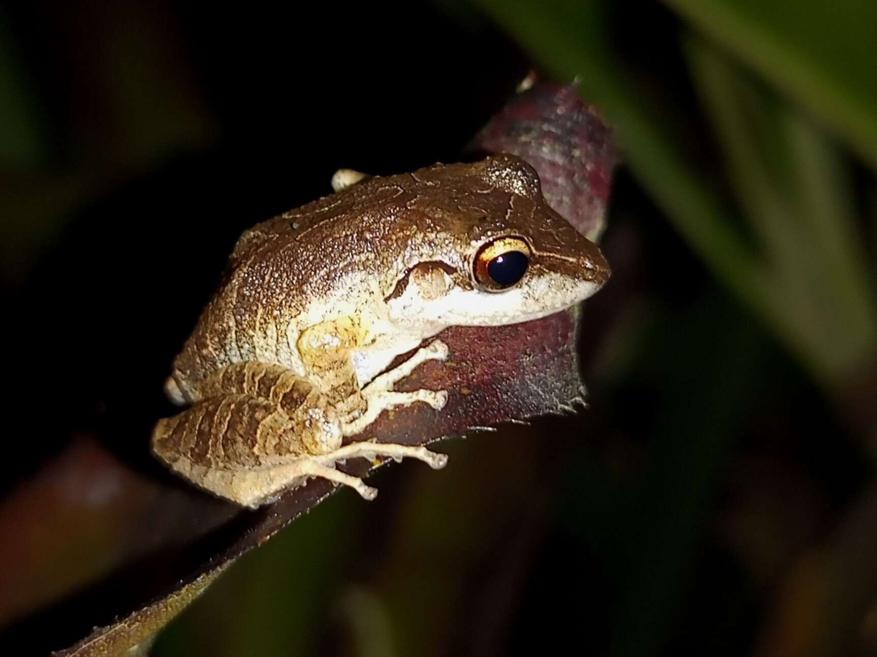 Image of Paraiba Robber Frog