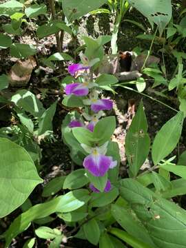 Image of Brachycorythis helferi (Rchb. fil.) Summerh.