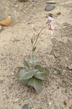 Слика од Moricandia foetida Bourg.
