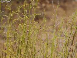 Image of Scrophularia hypericifolia Wydl.