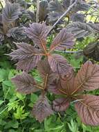 صورة Rodgersia podophylla A. Gray