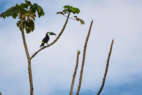 Image of Ramphastos tucanus cuvieri Wagler 1827