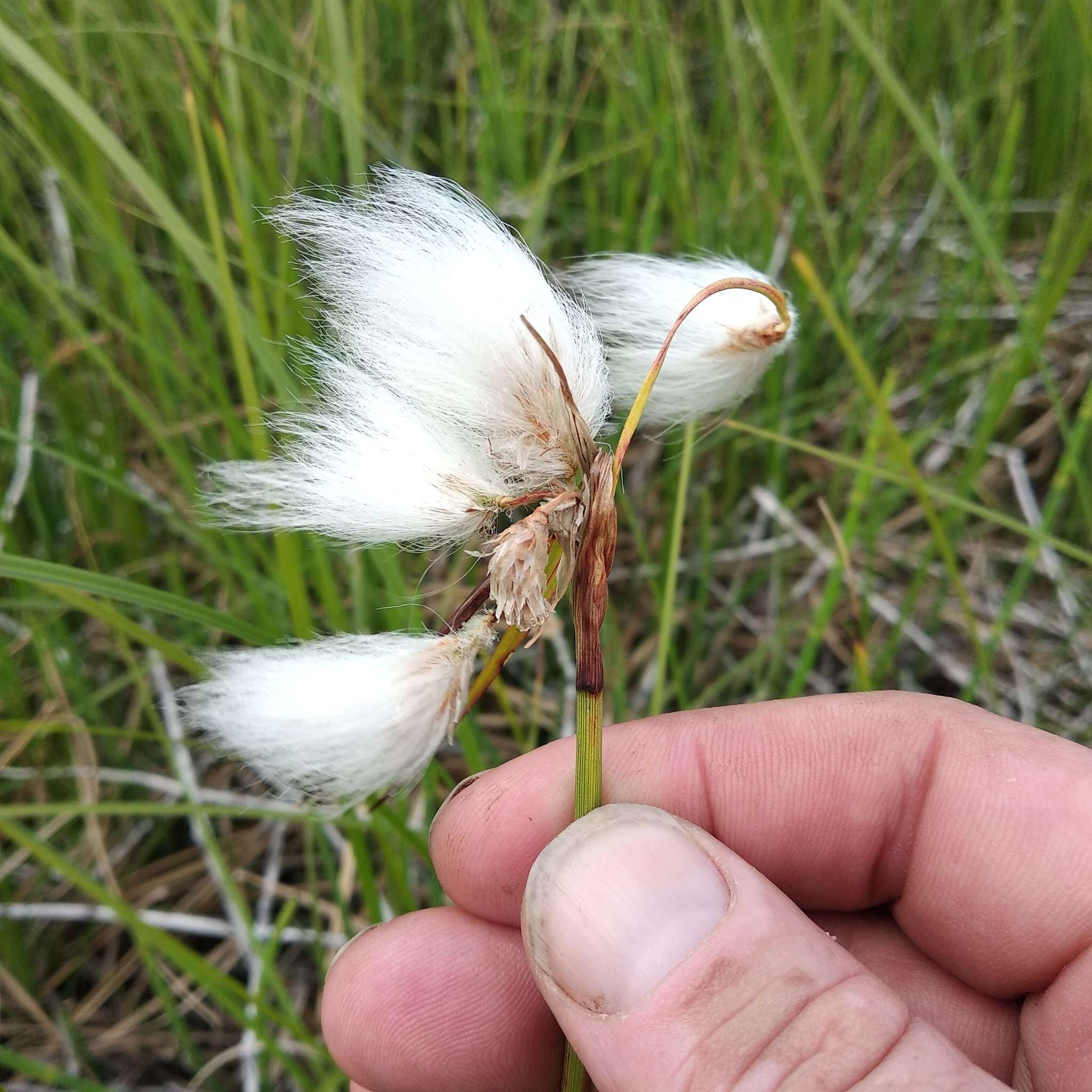 Image of broad-leaved cottongrass